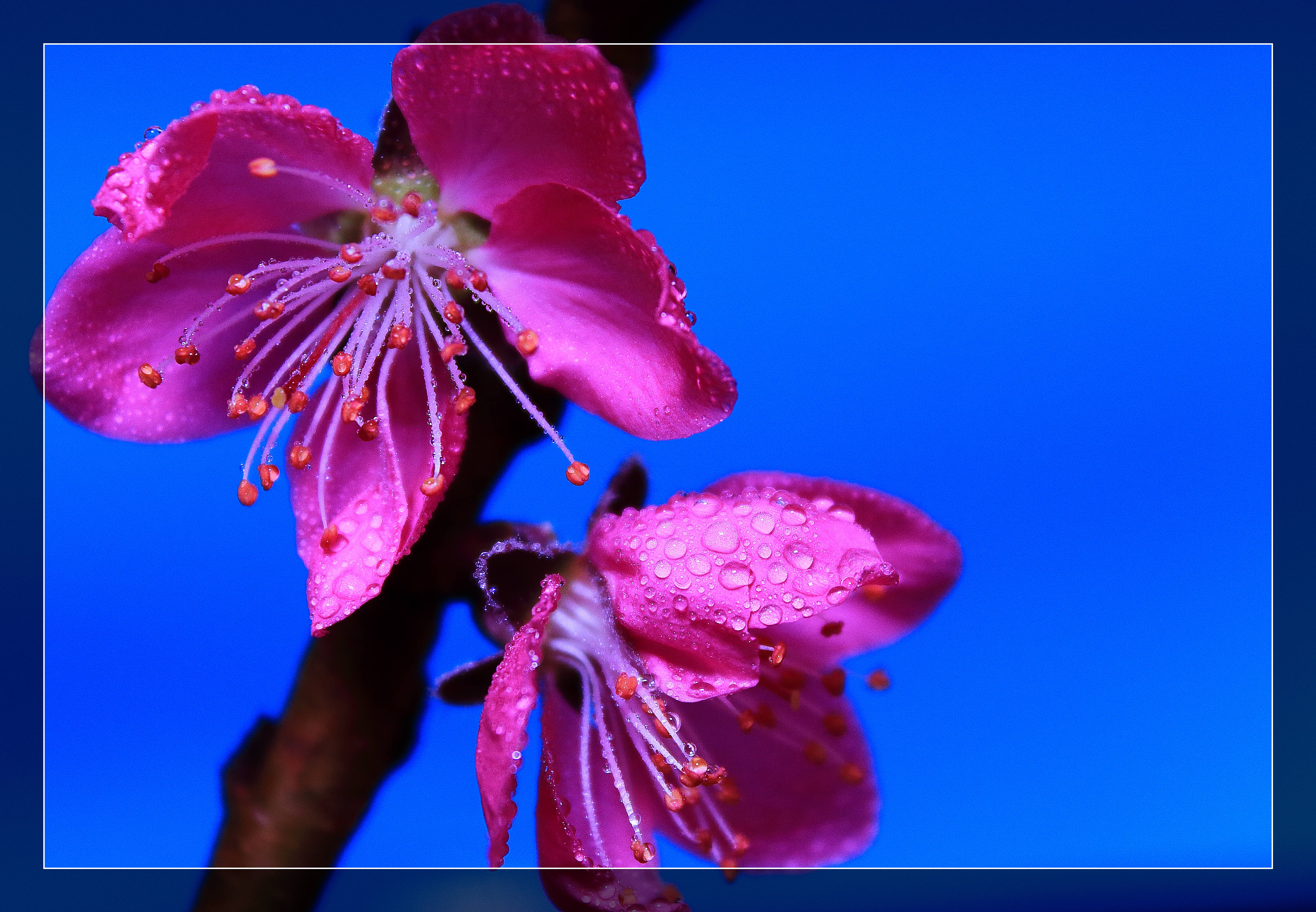 桃花運