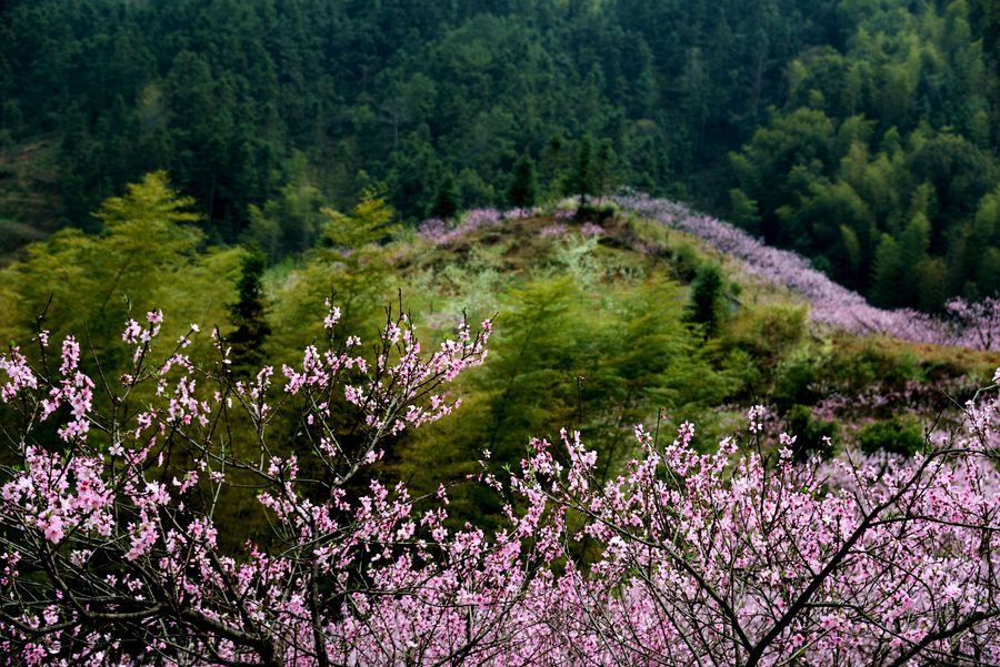 看满山桃花红遍)