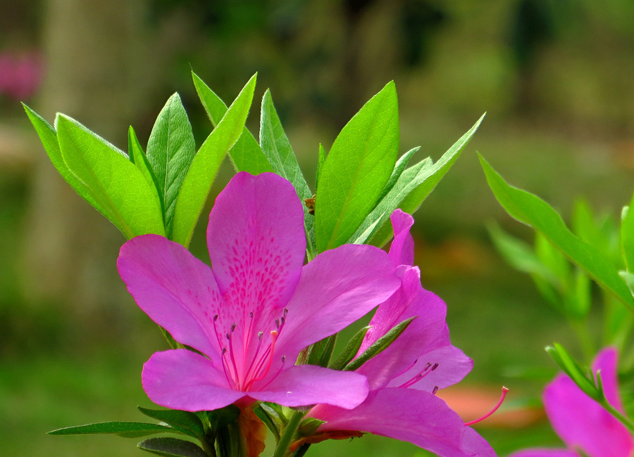 春暖花開之杜鵑花