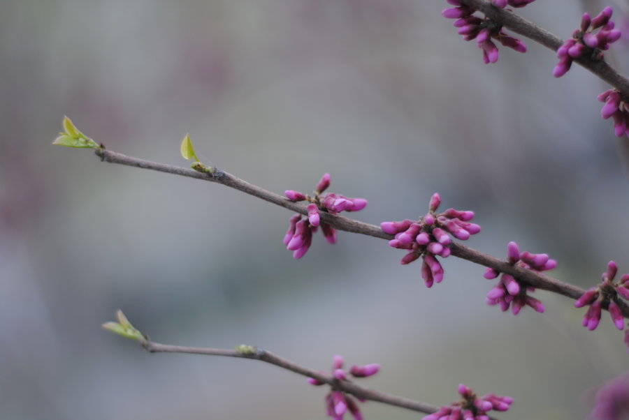 ״ö-῵50mm1.8D-ճƬָ㡣