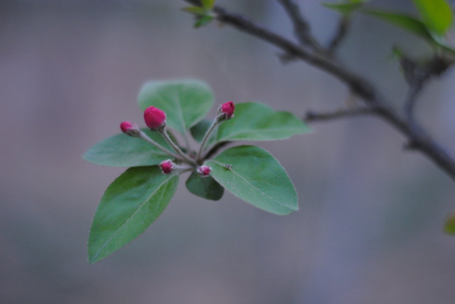 ״ö-῵50mm1.8D-ճƬָ㡣