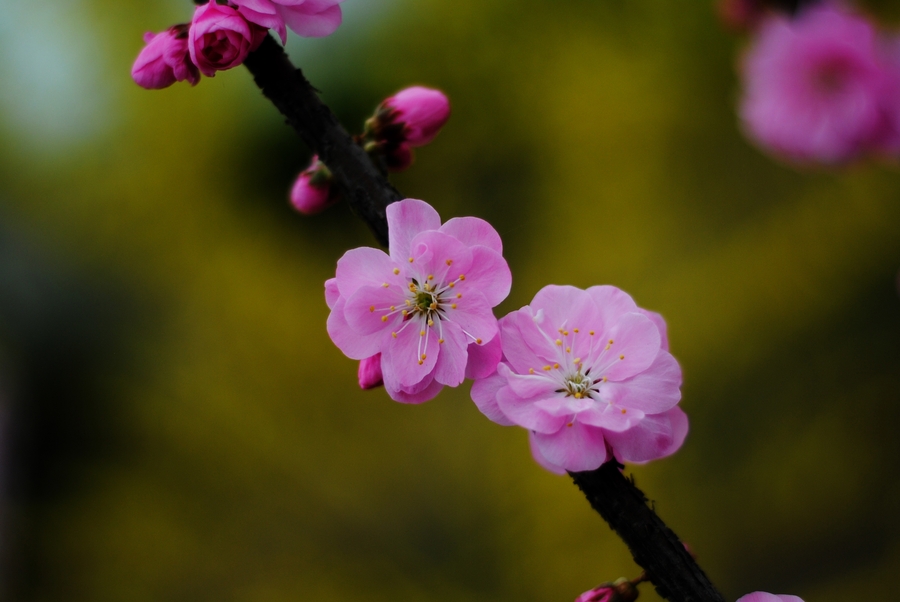 ״ö-῵50mm1.8D-ճƬָ㡣