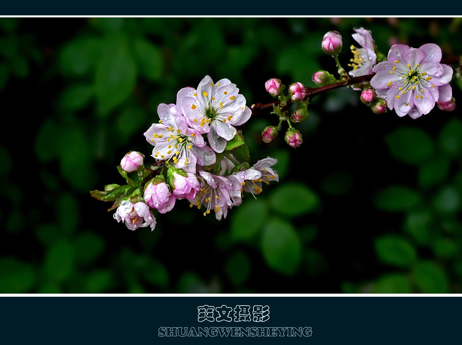樱花 樱桃花 花 - Pixabay上的免费照片 - Pixabay