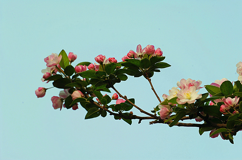 小蕾深藏數點紅------海棠花