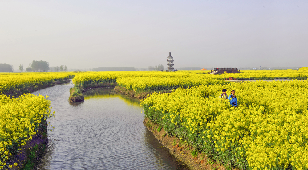 興化《千島湖》油菜花開