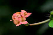 花与春芽