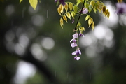 雨拍紫藤花