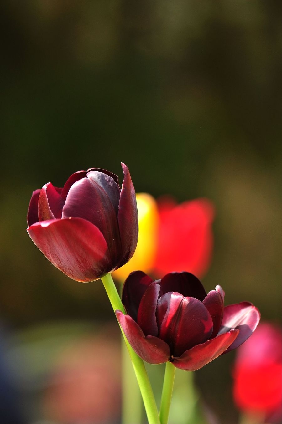 郁金香花图片大全大图(郁金香花图片大全大图 花海)