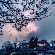 鸡鸣寺樱花（小五篇）