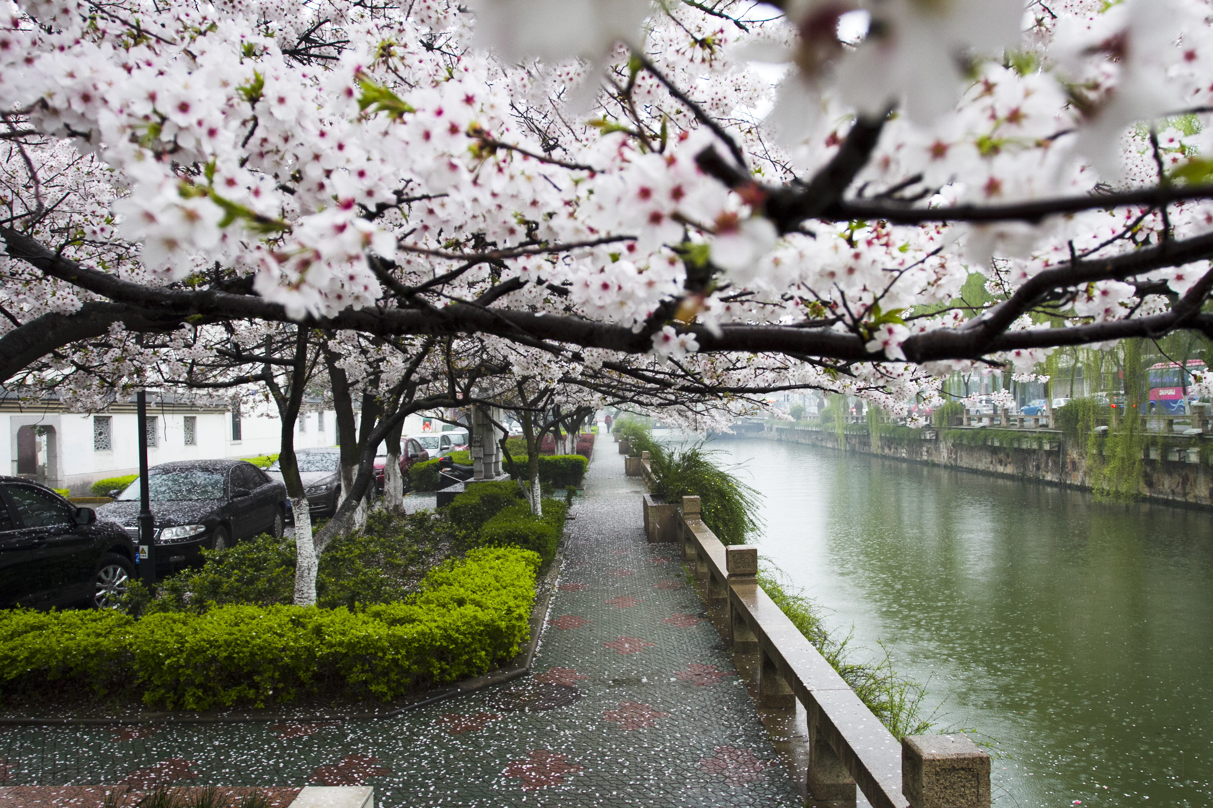 邂逅樱花雨·1