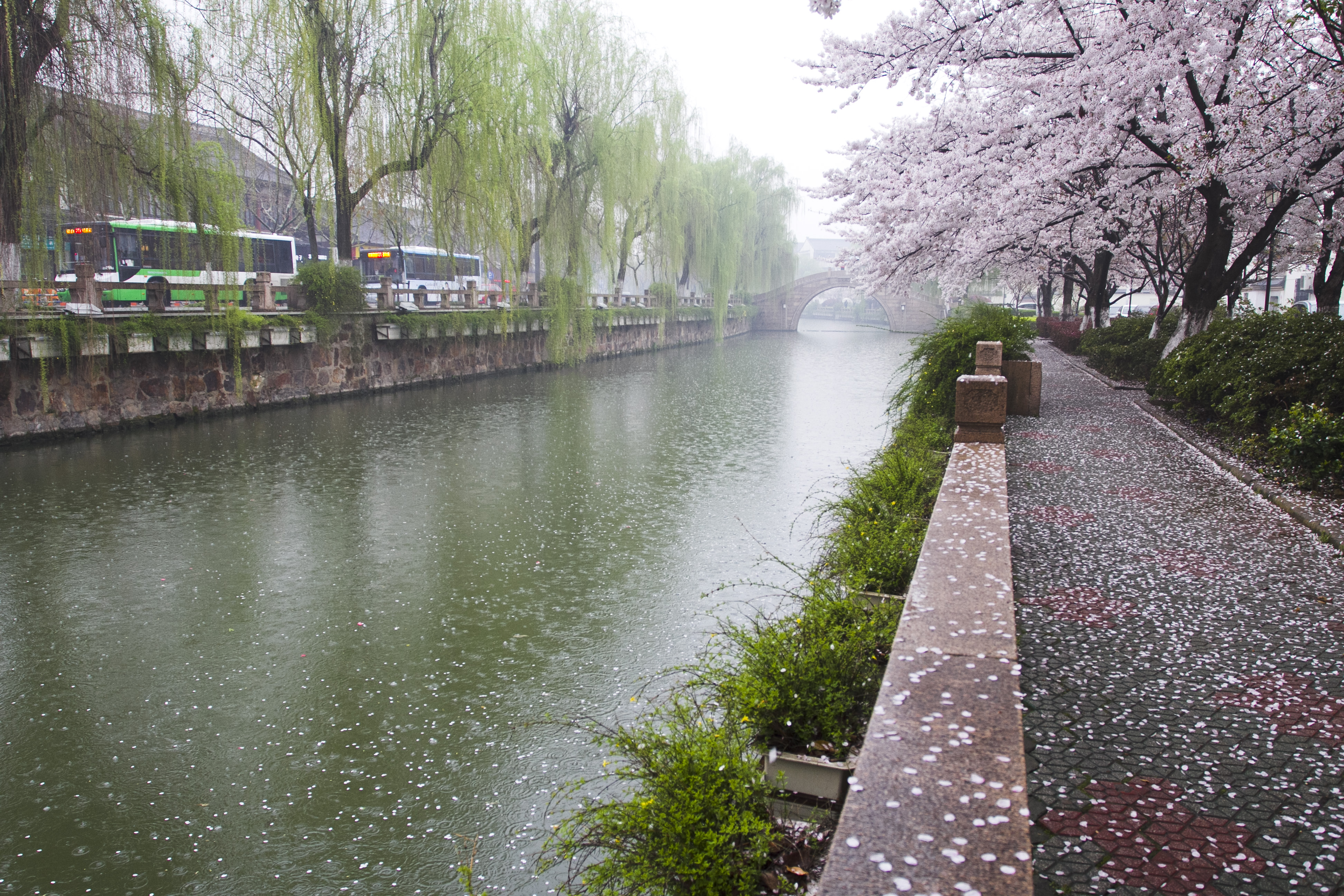 邂逅樱花雨·1