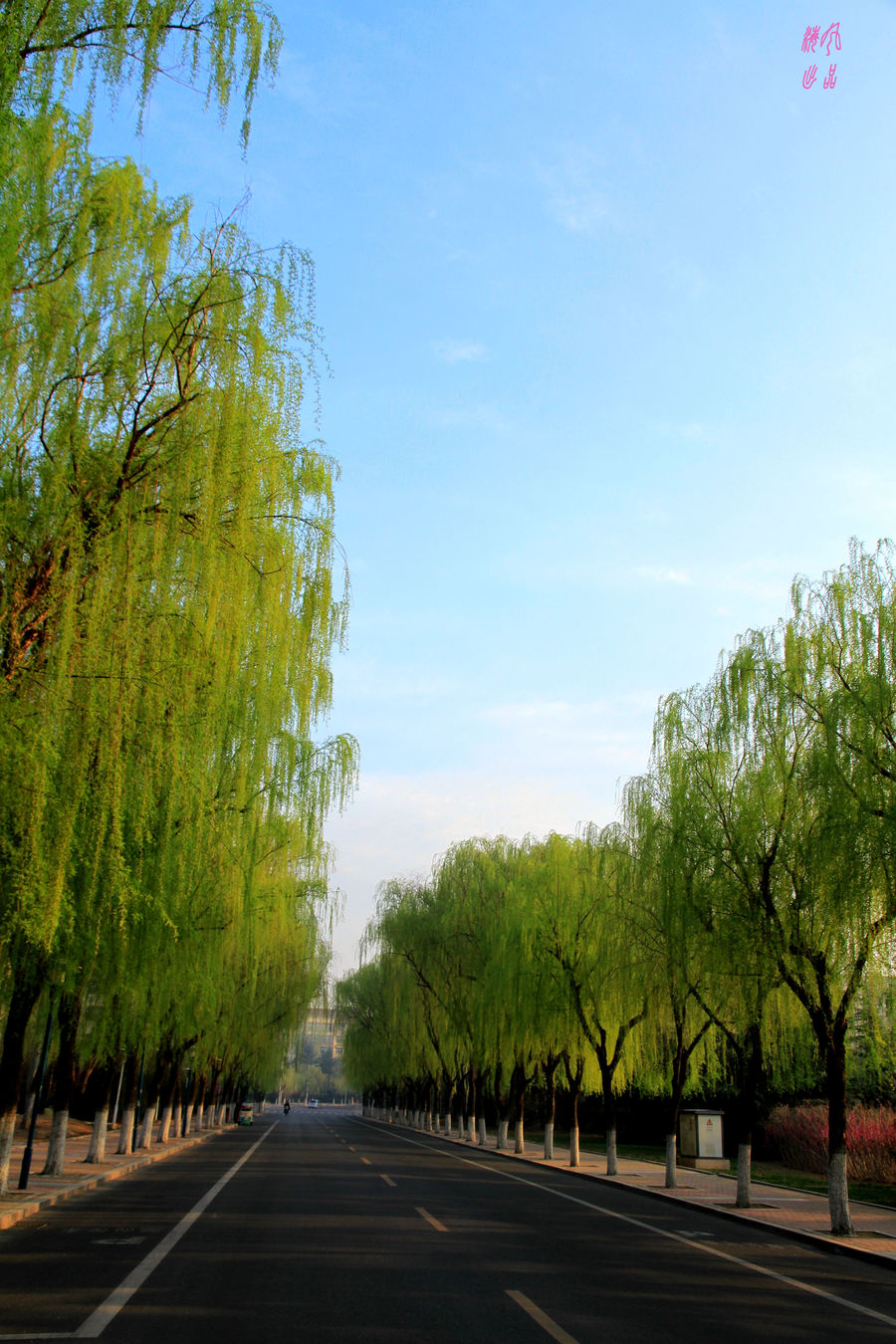 城市垂柳风景线