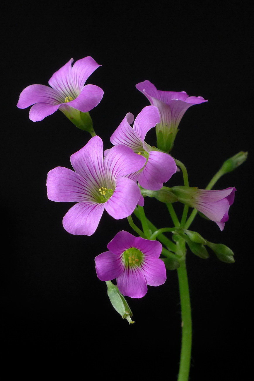 紫色三叶草花语图片