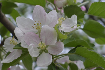 蘋果花開之後——高爾斯華綏《蘋果樹》中的矛盾分析