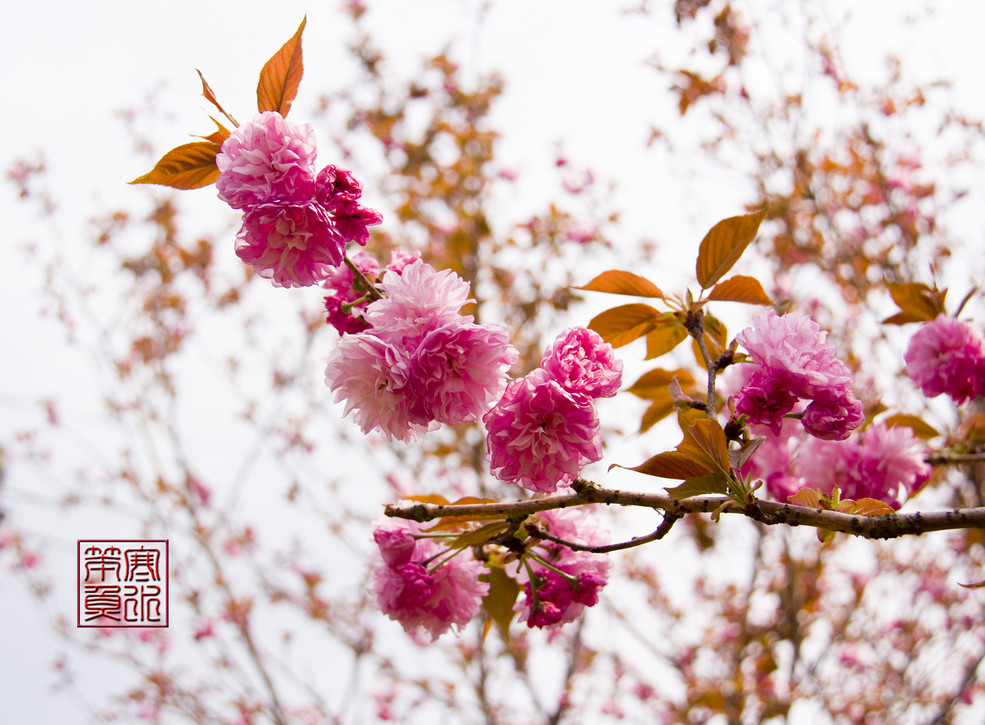 二龙山花园樱花图片