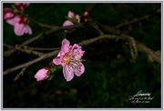 桃花朵朵笑春风