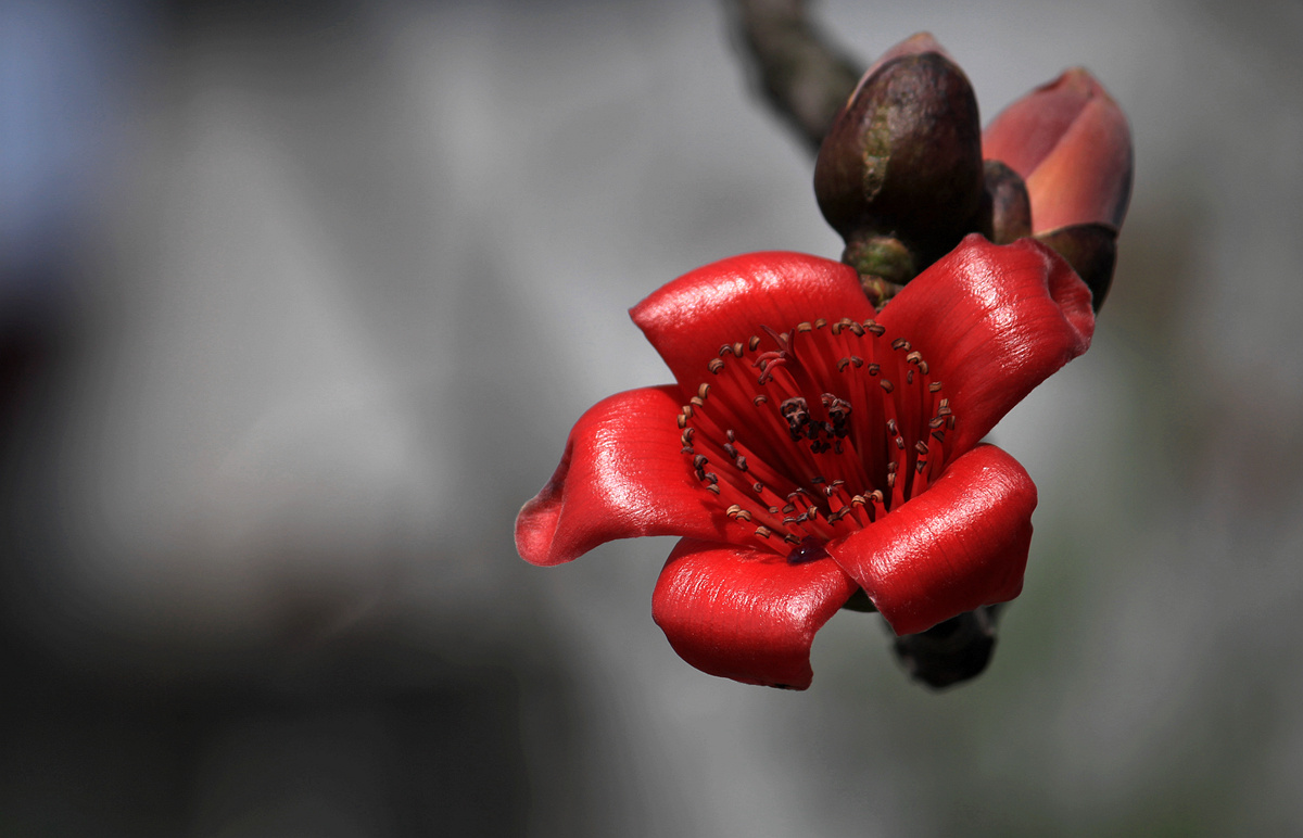 木棉花