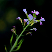 几朵菜花