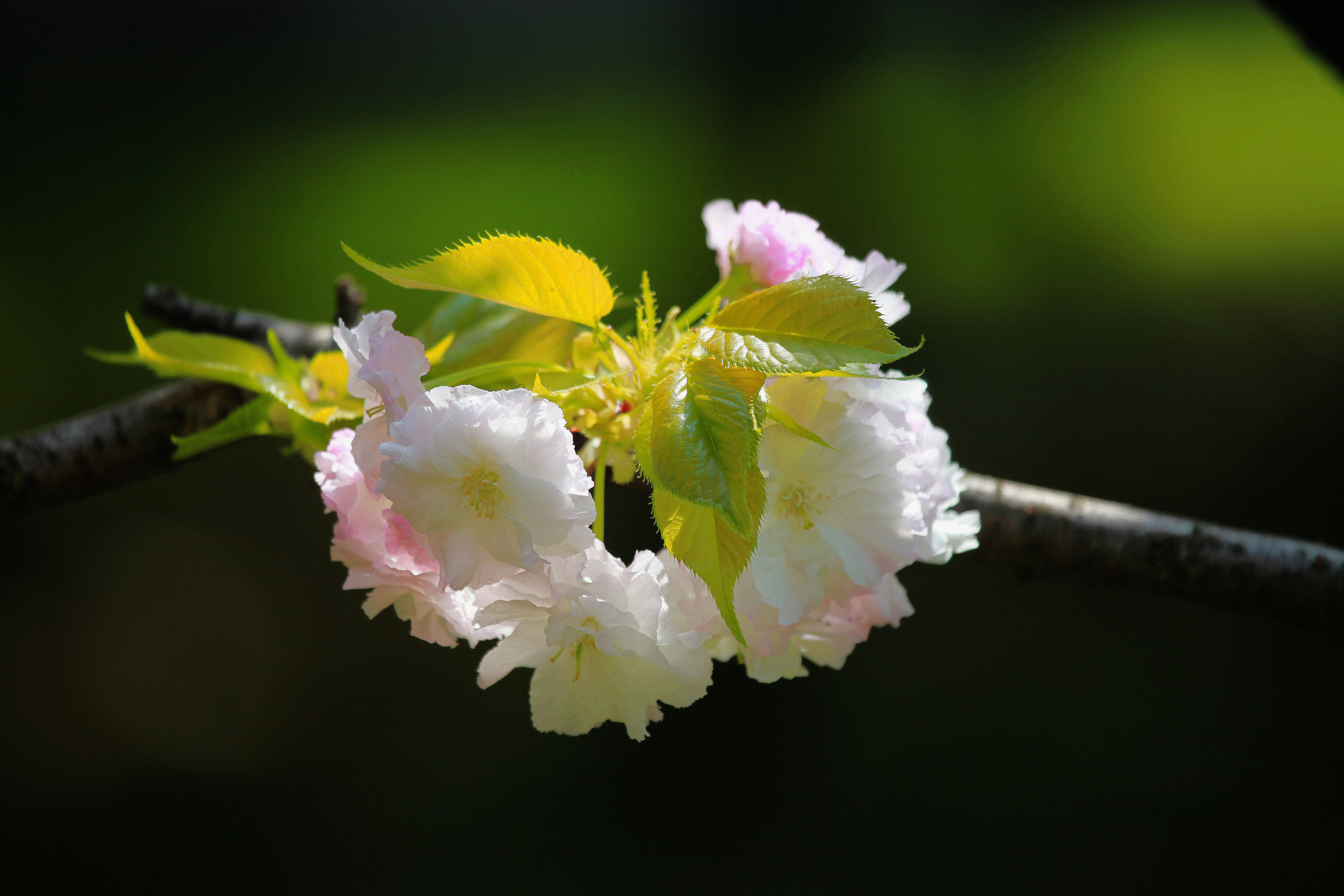 报春…樱花