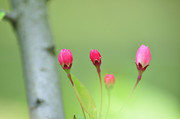 《海棠花》