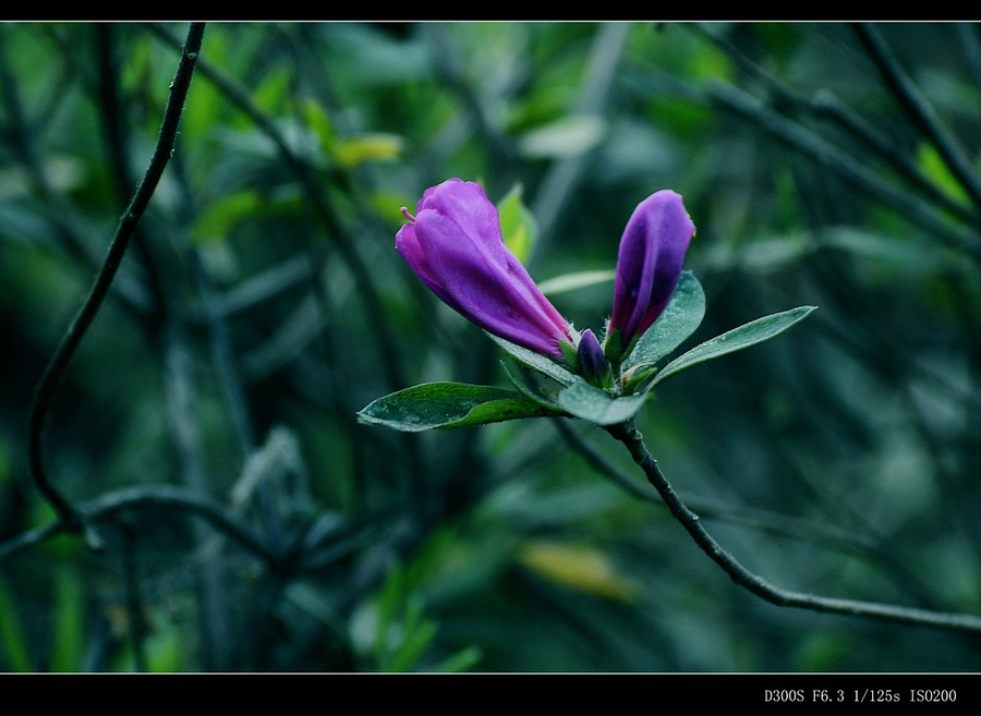 山上杜鵑花