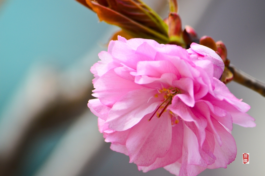 一朵樱花照片真实图片图片