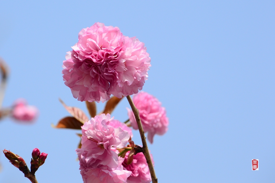 一朵樱花照片真实图片图片