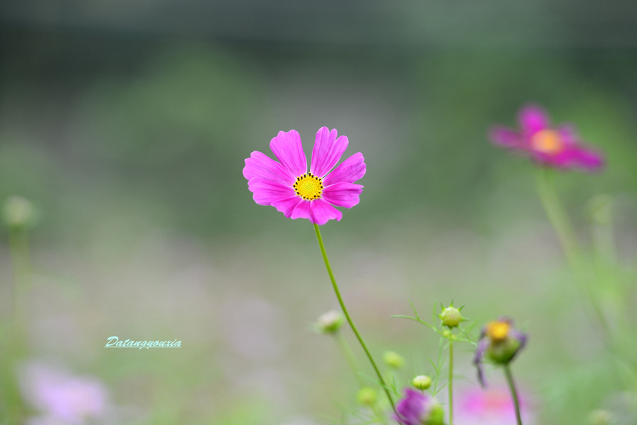 格桑花儿开1