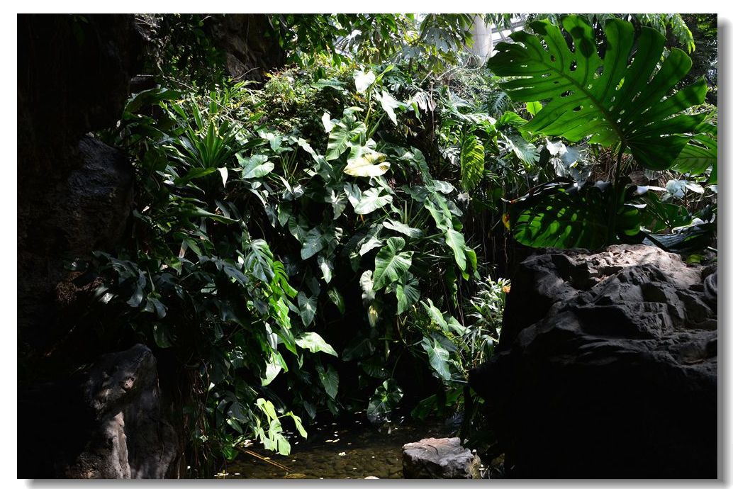 上海植物園------熱帶雨林