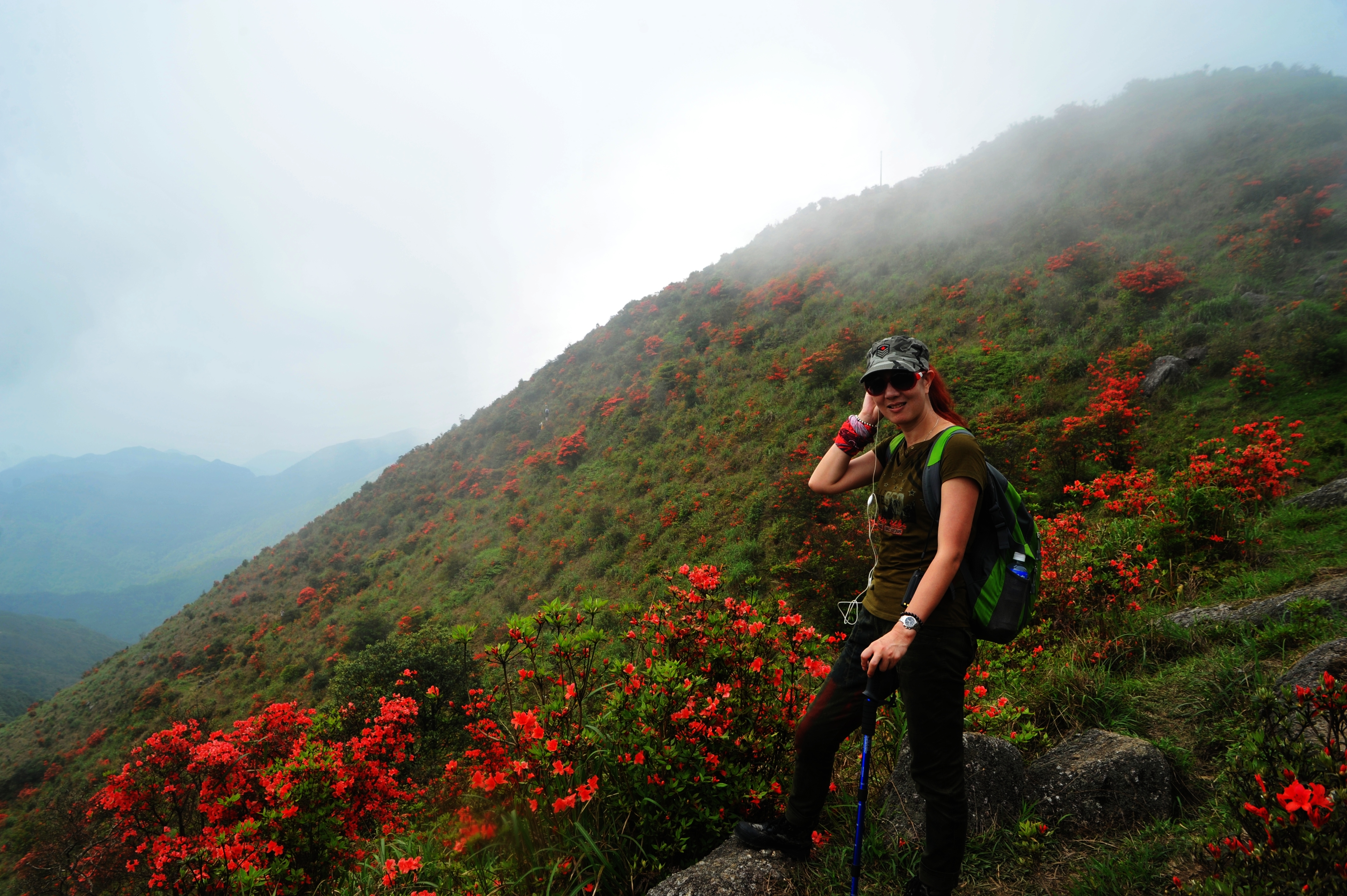 天露山上杜鵑紅