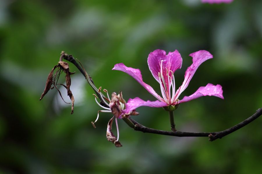 紫荊花