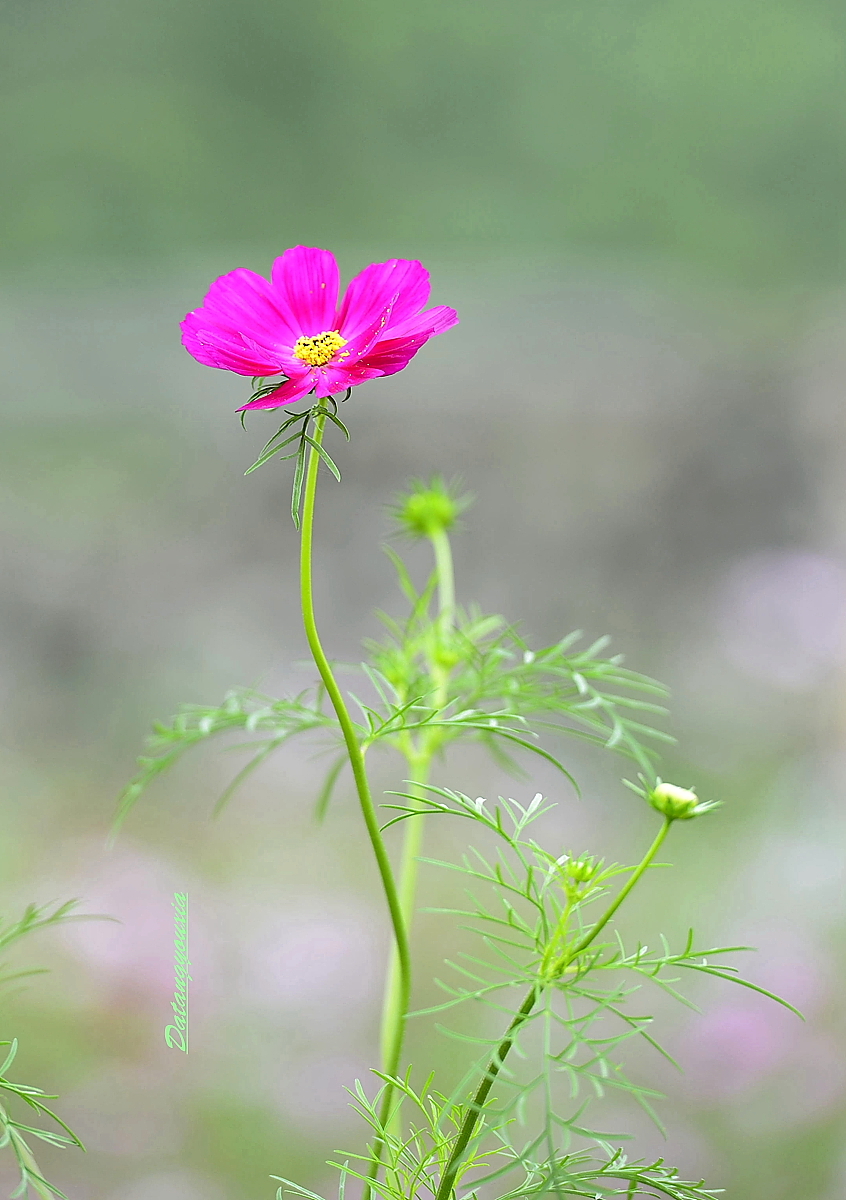 天邊的格桑花2