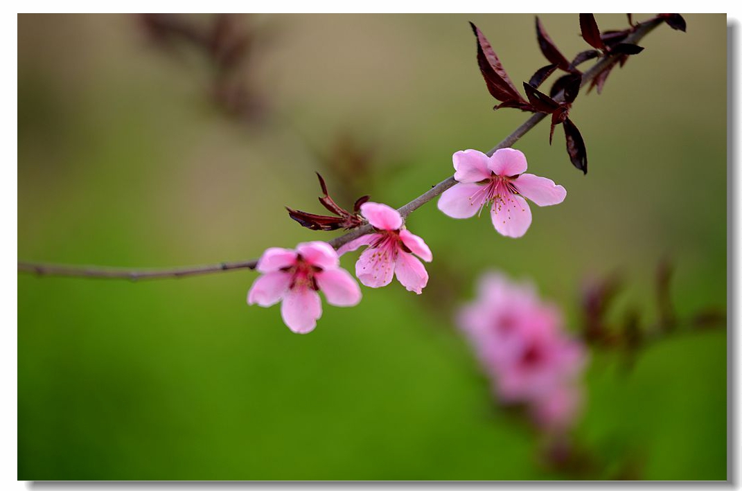 【阳春布德泽,万物生光辉】之十四—千叶桃花胜百花,孤荣春软驻年华