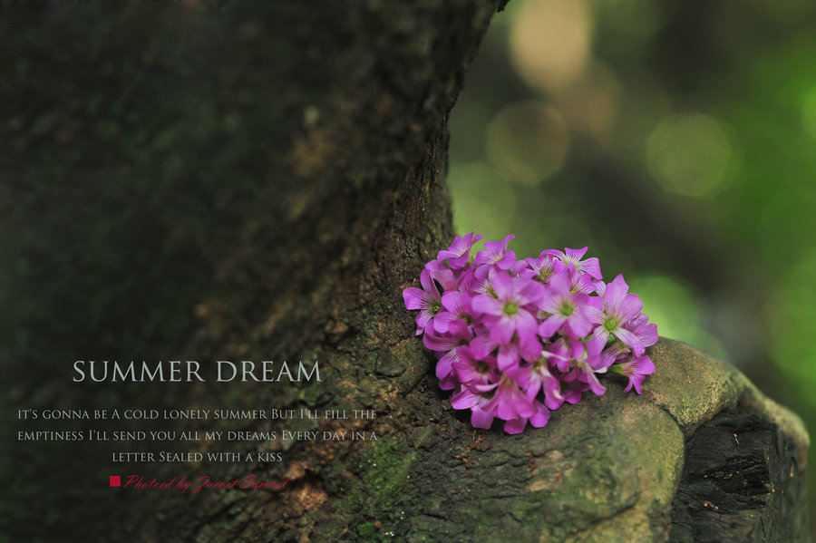 ֮ SUMMER DREAM崿