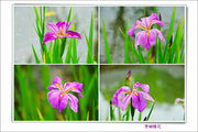 紫蝴蝶花（扁竹兰）