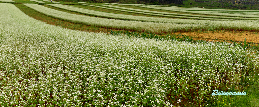 更望湖畔1—荞麦花海(共 10 p)