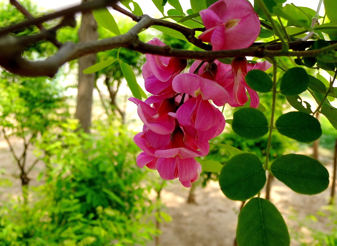 紫花槐樹