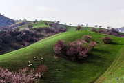 有个叫杏花沟的地方--新疆伊犁吐尔根杏花沟