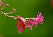 花草