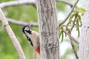 春日大斑啄木鸟