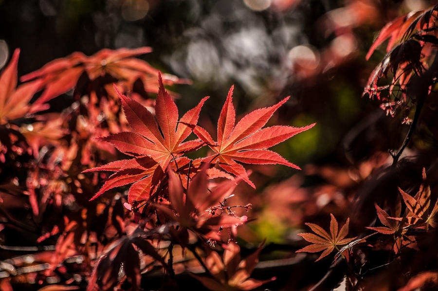 楓葉紅