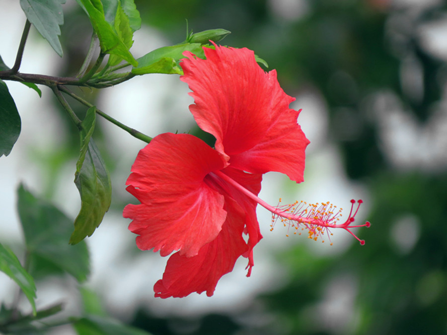 微距扶桑花