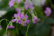 阳台小花随拍