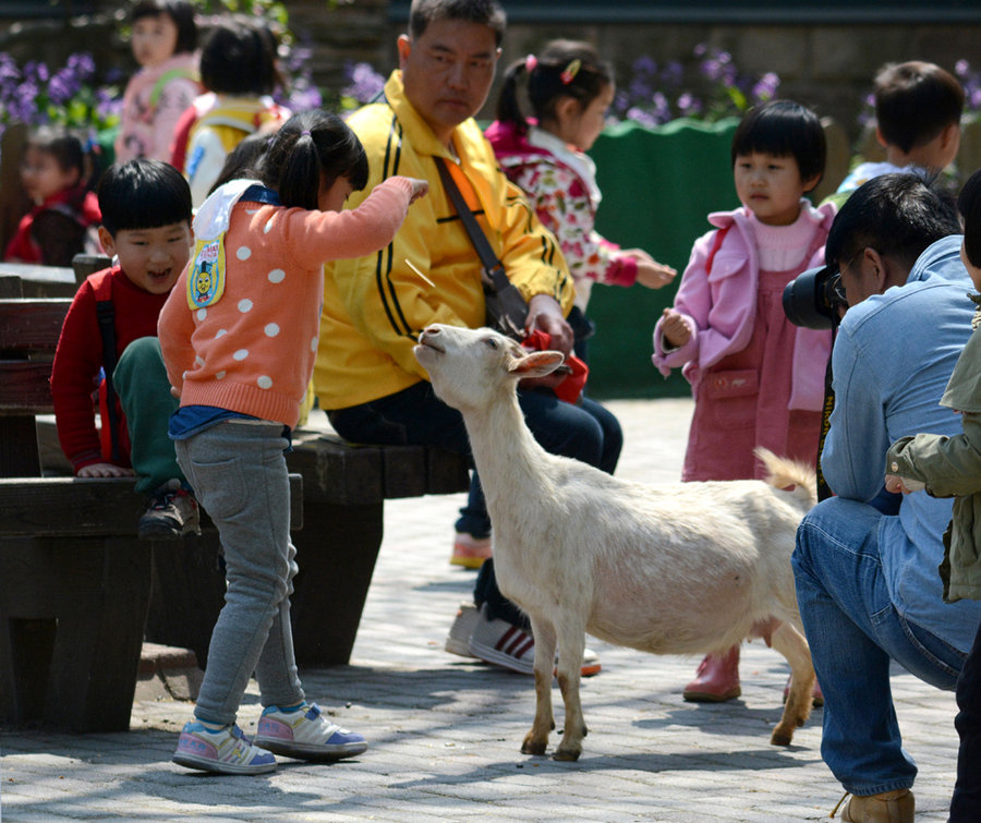 孩子们与羊儿