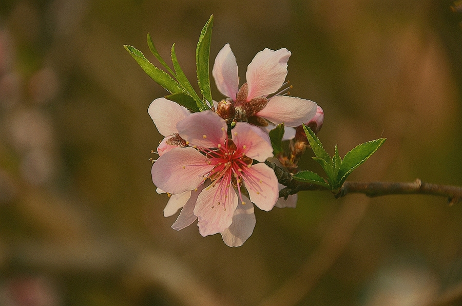 单瓣桃花花期图片