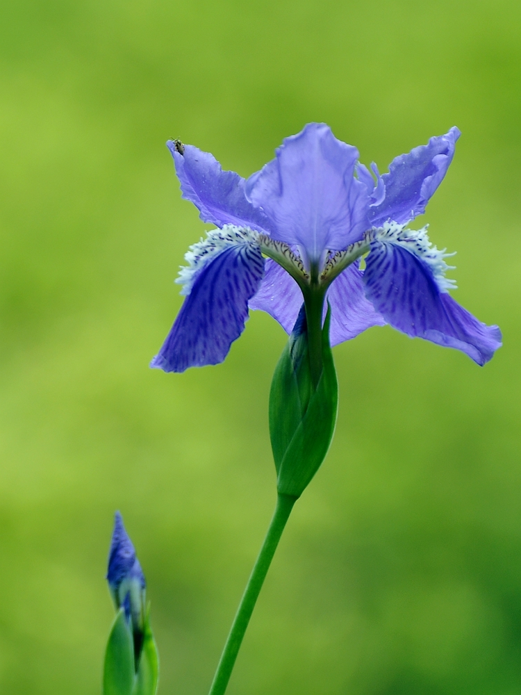 藍色鳶尾花3