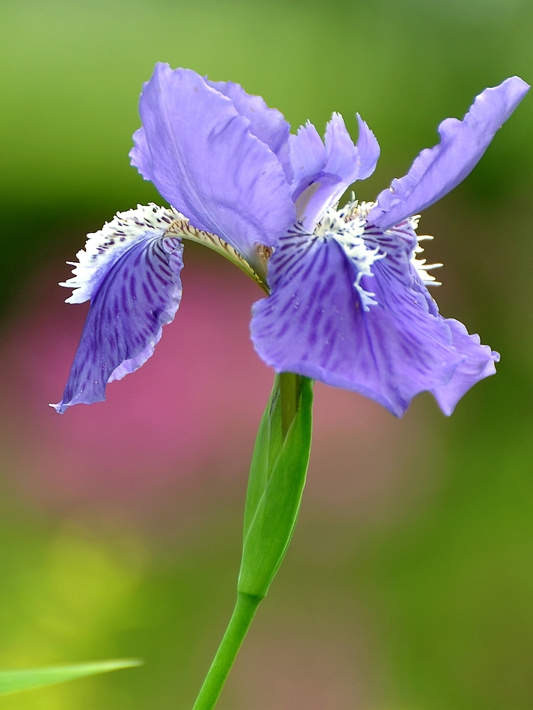 蓝色鸢尾花的花语(蓝色鸢尾花的花语 绝望的爱)