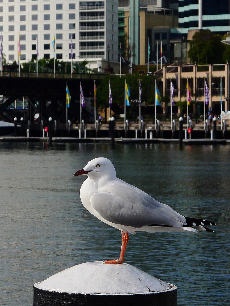 Darling Harbour  -------- 4