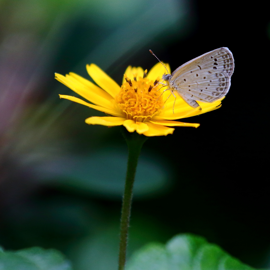 花与小蝴蝶