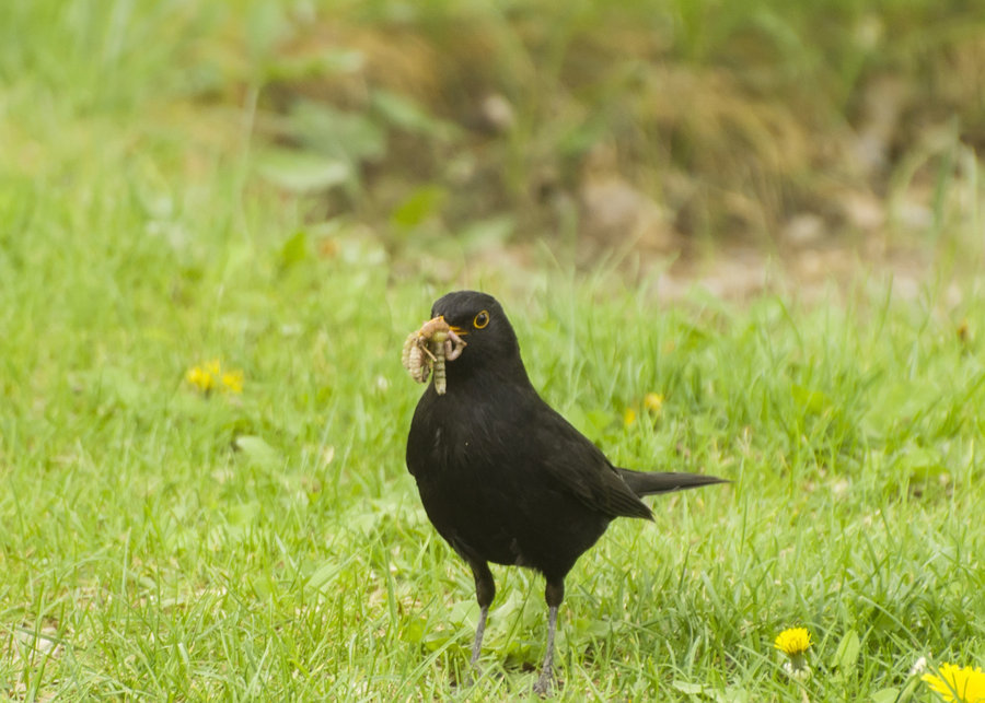 黑鳥捉蟲